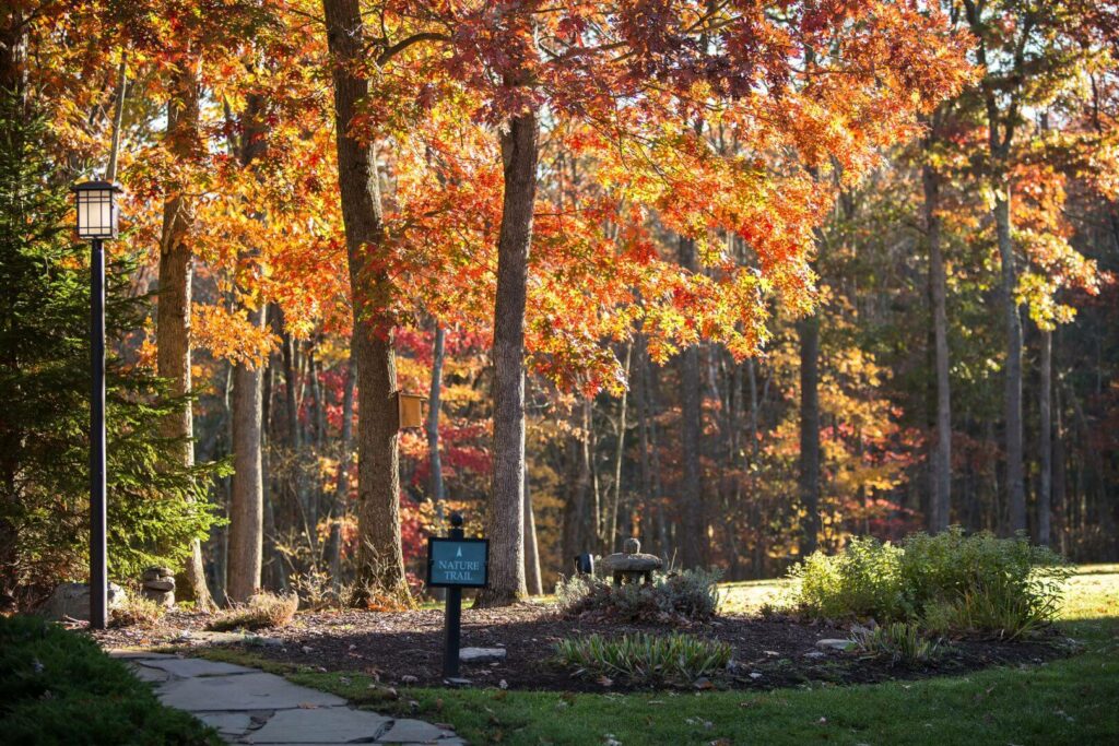 A nature trail covered with fall foliage perfect for hiking and one of the many ideas of things to enjoy on vacation.