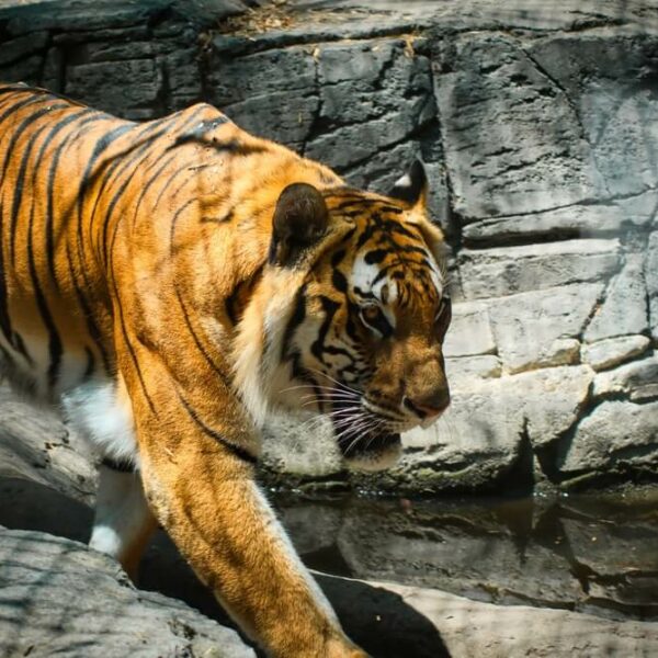 A tiger at a zoo that's one of the popular attractions in the Pocono Mountains.