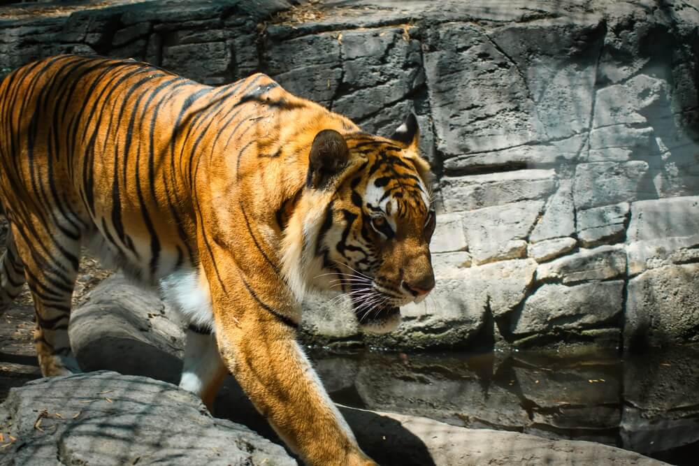 A tiger at a zoo that's one of the popular attractions in the Pocono Mountains.